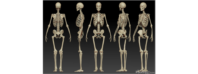 human skeletal system essay